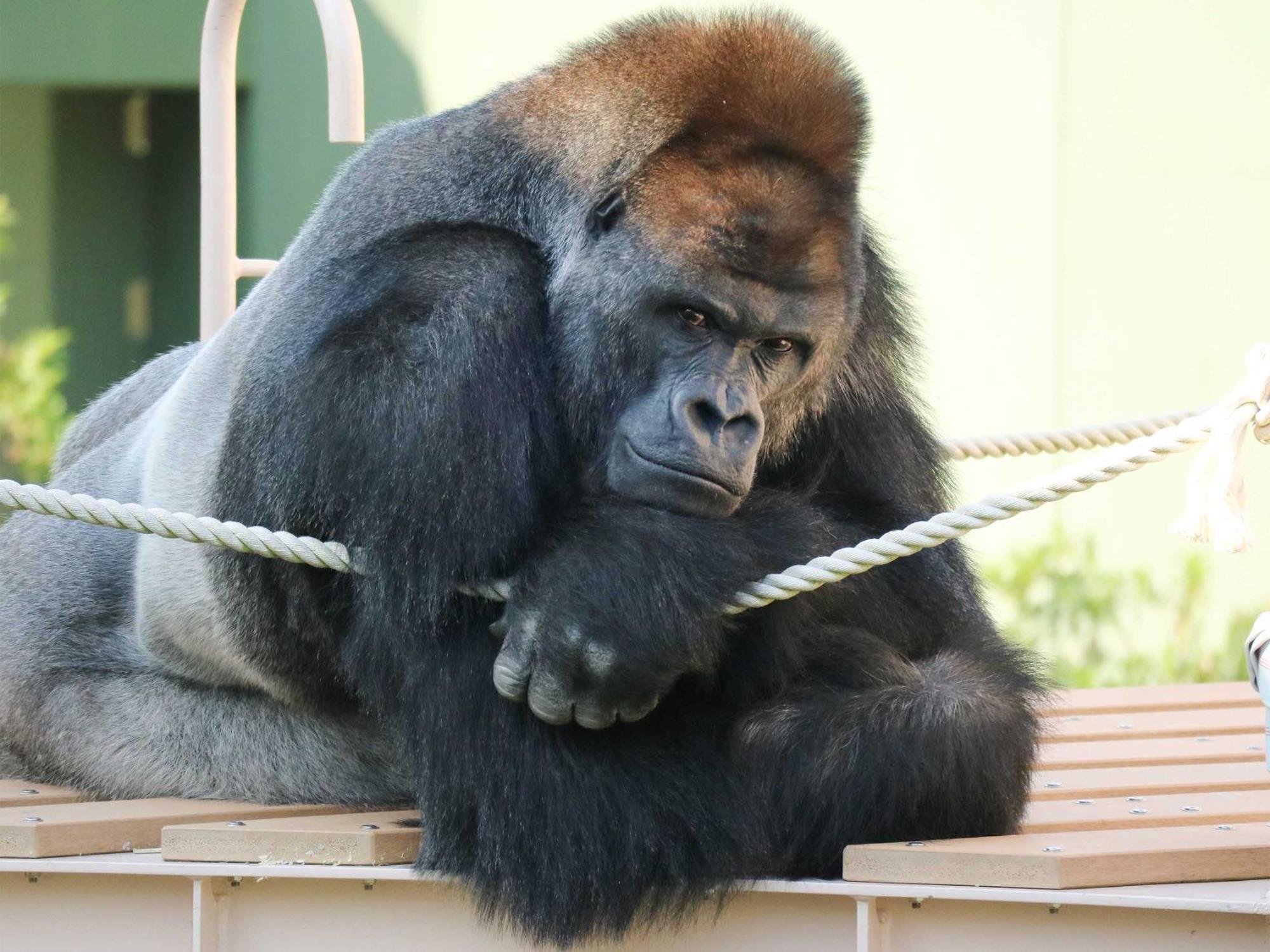 Nagoya Kanko Hotel Zewnętrze zdjęcie Richard at the San Diego Zoo