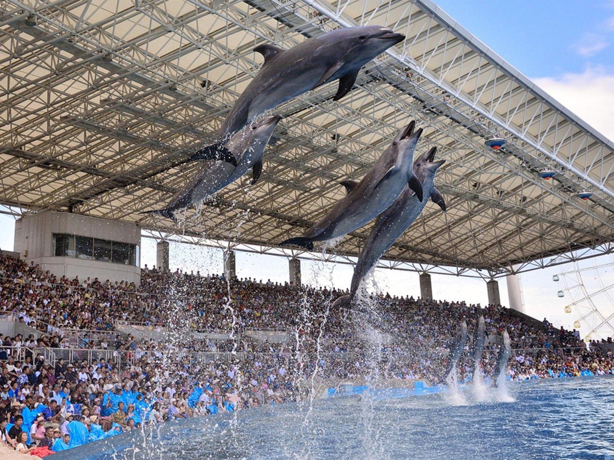Nagoya Kanko Hotel Zewnętrze zdjęcie Dolphin show at Dolphinarium